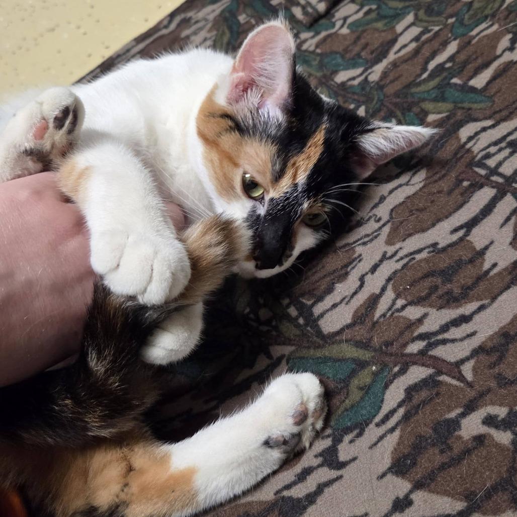 Enlarge Rayna, a Adoptable Domestic Short Hair in Fargo, ND image 2/6