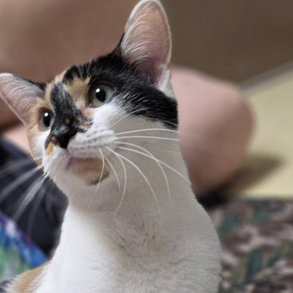 Enlarge Rayna, a Adoptable Domestic Short Hair in Fargo, ND image 3/6