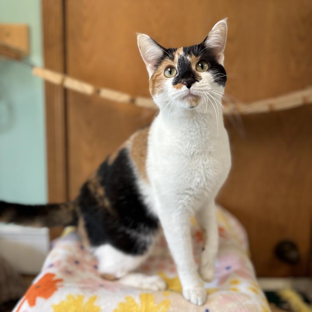 Enlarge Rayna, a Adoptable Domestic Short Hair in Fargo, ND image 4/6