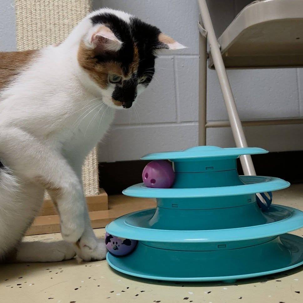 Enlarge Rayna, a Adoptable Domestic Short Hair in Fargo, ND image 5/6