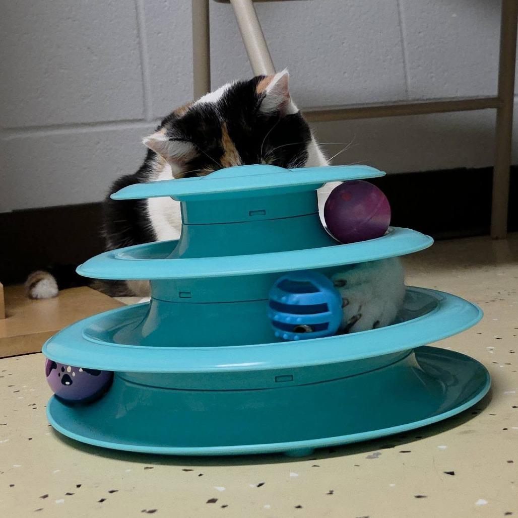 Enlarge Rayna, a Adoptable Domestic Short Hair in Fargo, ND image 6/6