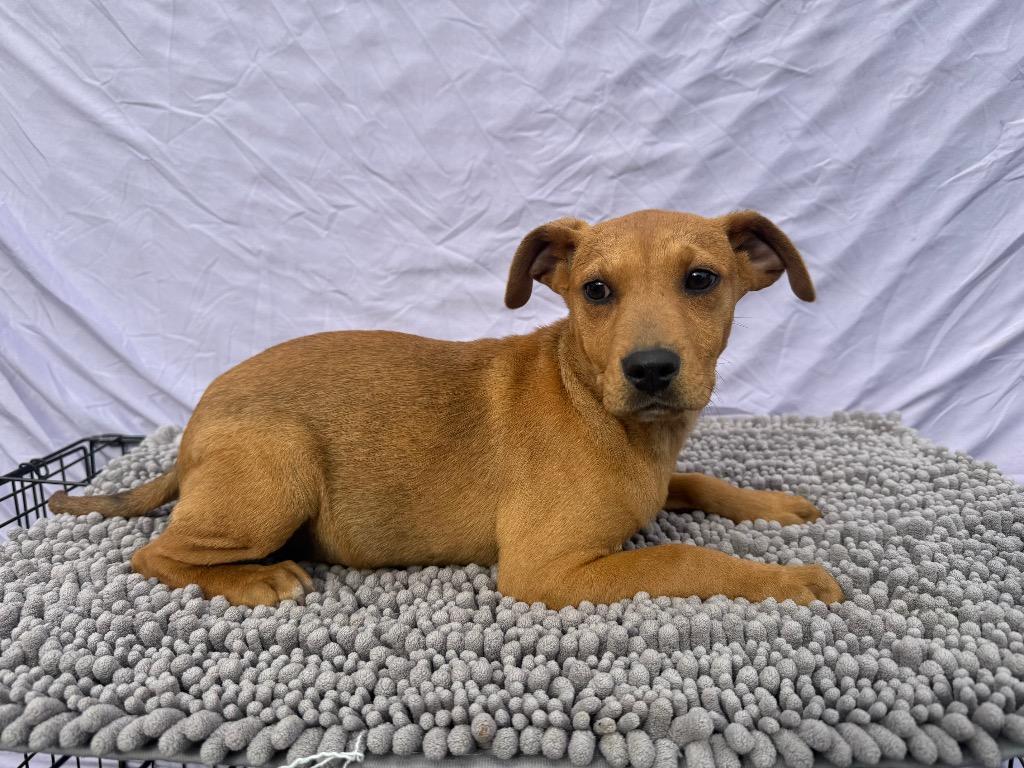 Elenor, Adoptable, Puppy Female Mixed Breed.