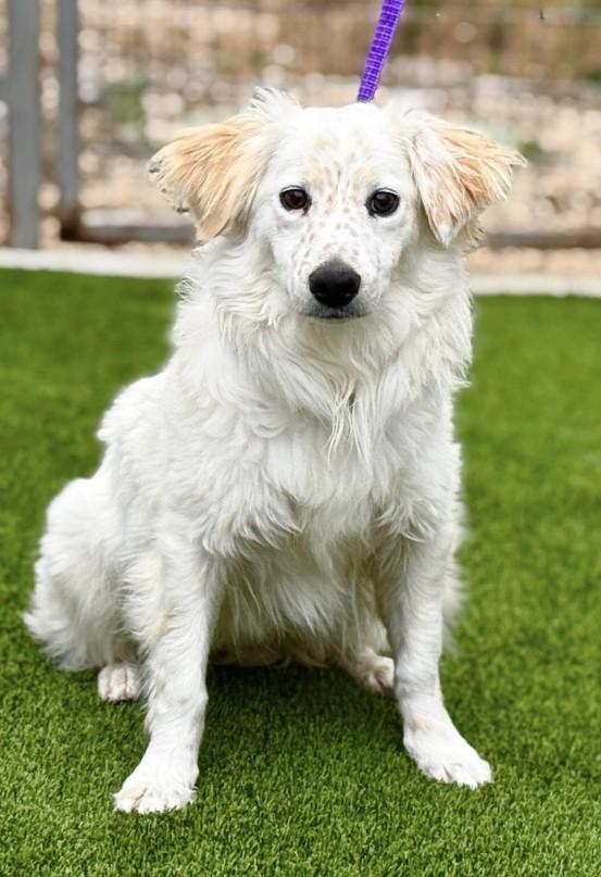 Tillie- A Gentle Soul Ready for Her Forever Home