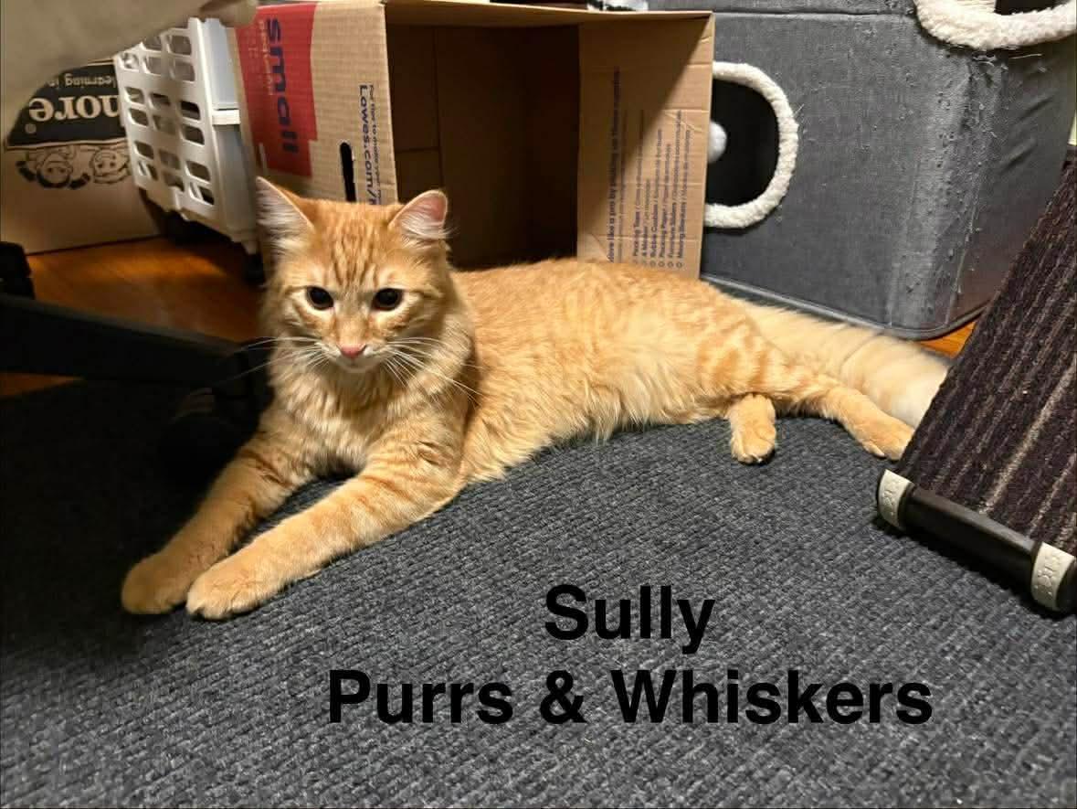 Enlarge Sully, an adopted Domestic Long Hair in New Hartford, NY image 2/3