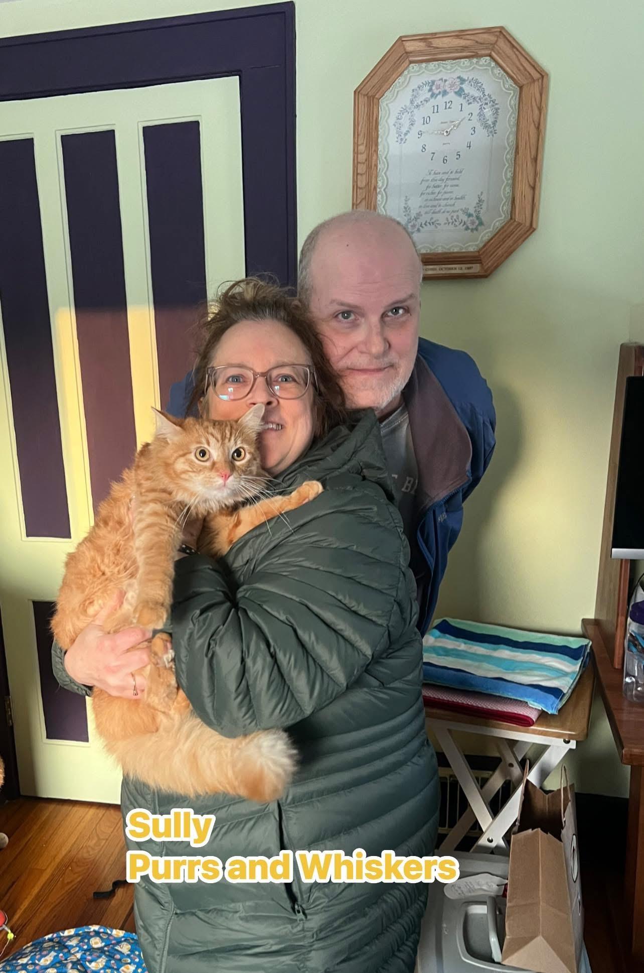 Enlarge Sully, an adopted Domestic Long Hair in New Hartford, NY image 1/3