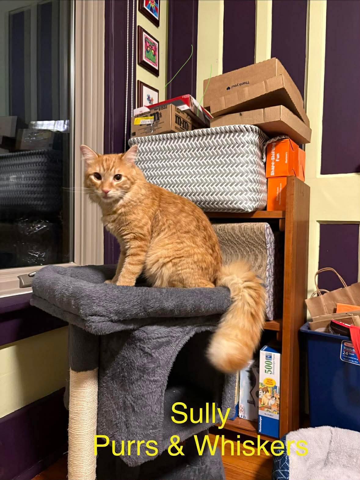 Enlarge Sully, an adopted Domestic Long Hair in New Hartford, NY image 3/3