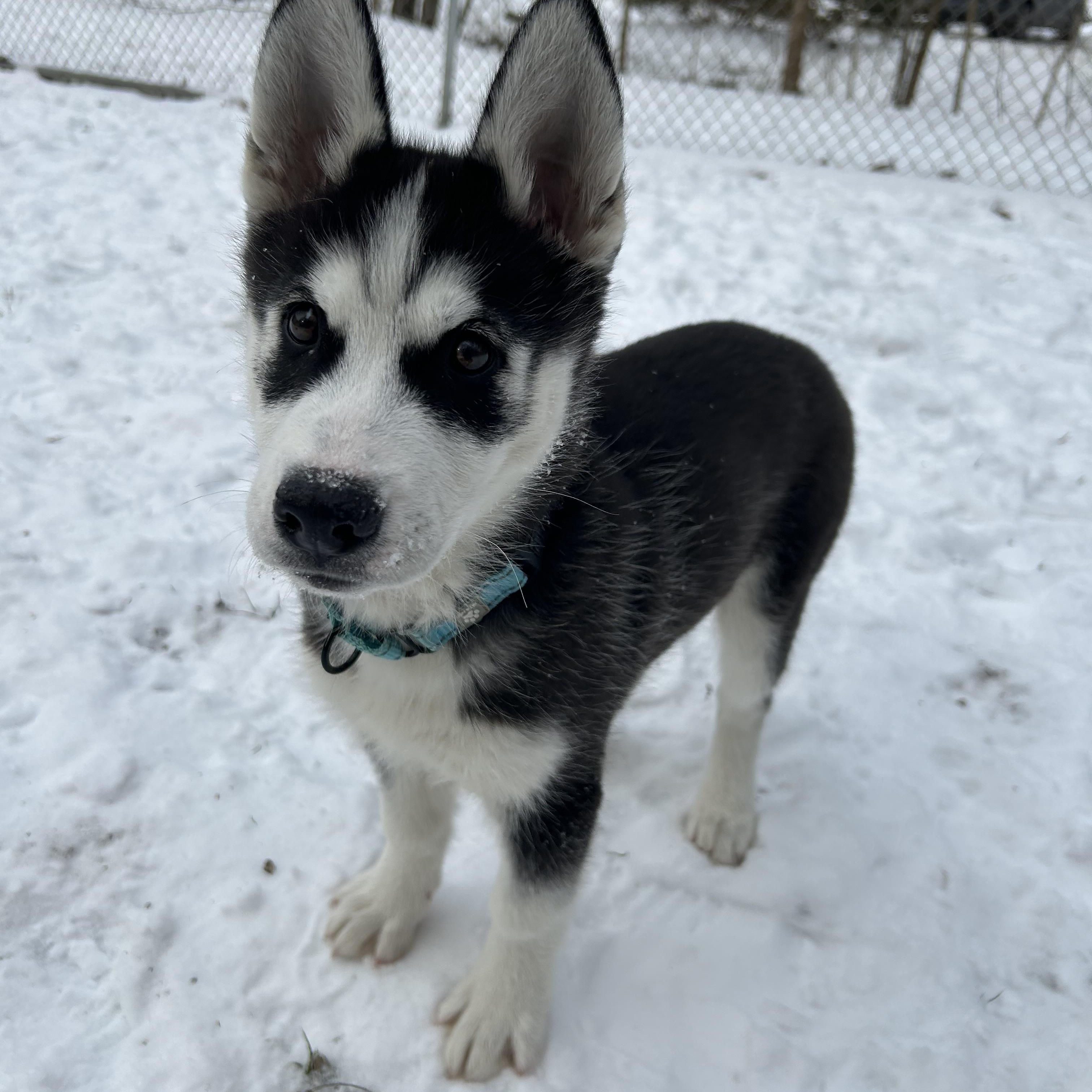 Kiro, ADOPTABLE, Puppy Male Siberian Husky.
