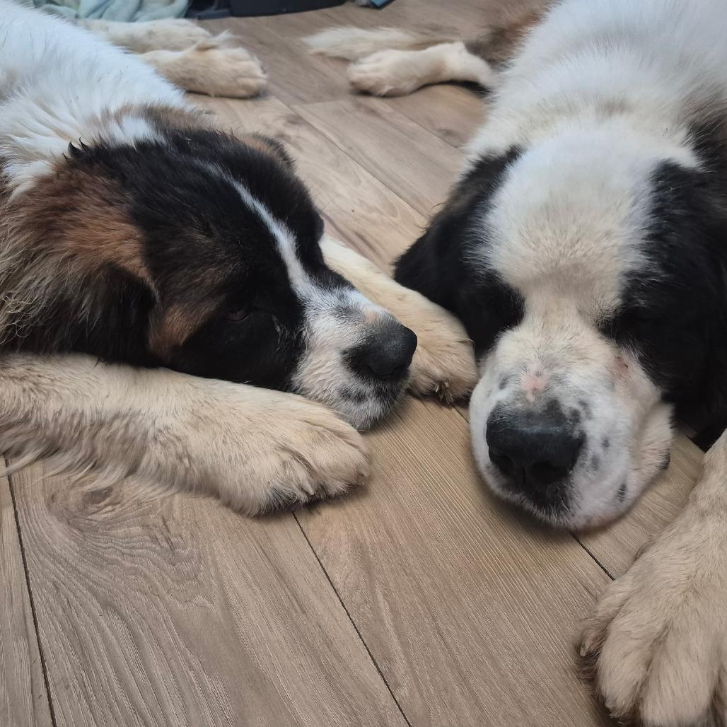 Tattersail, Adoptable, Young Female Saint Bernard.