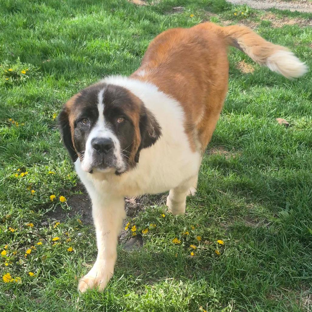 Enlarge Tattersail, a Adoptable Saint Bernard in Boone, IA image 2/5