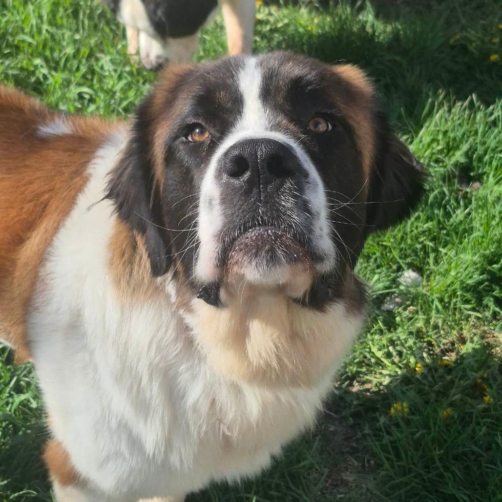 Enlarge Tattersail, a Adoptable Saint Bernard in Boone, IA image 3/5