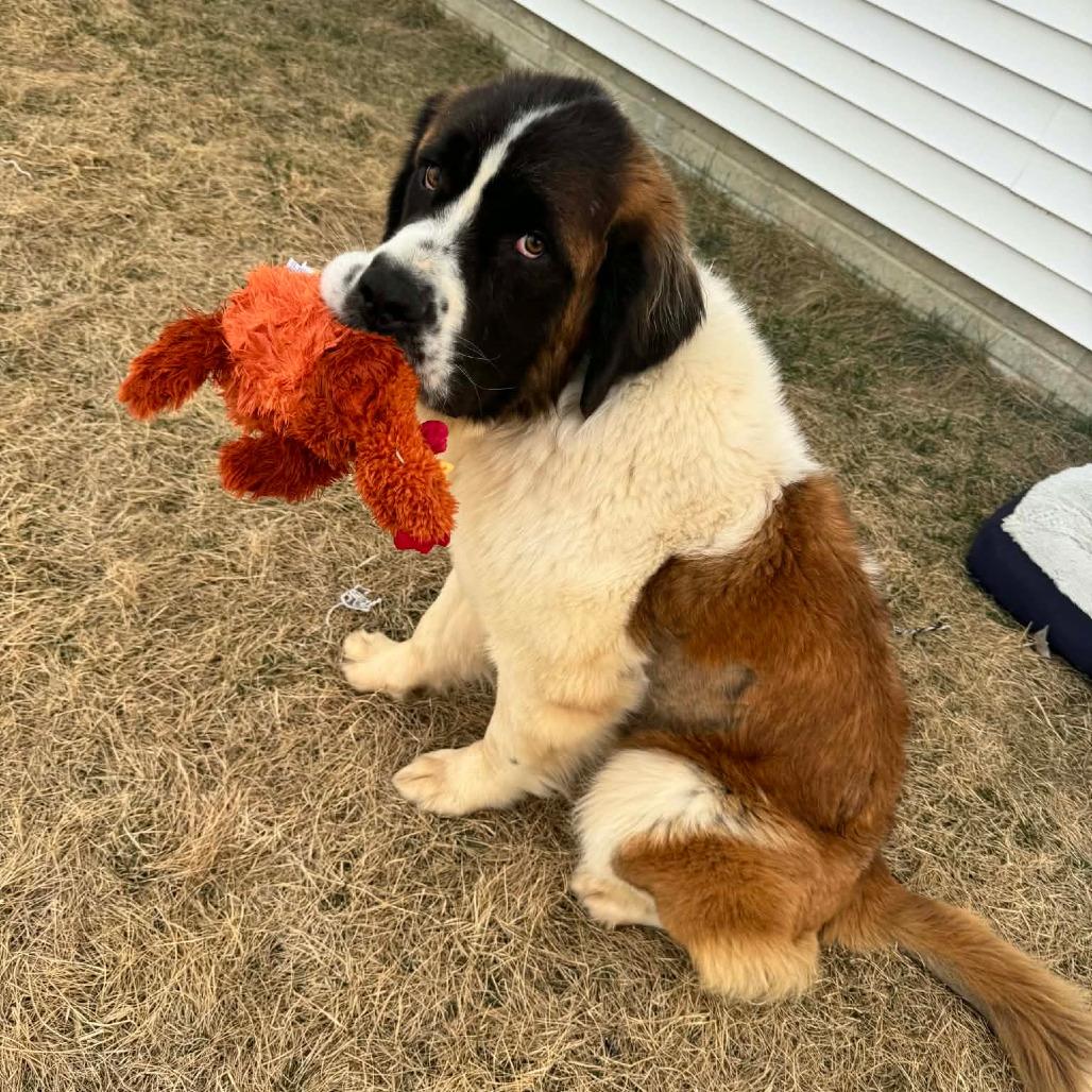 Enlarge Tattersail, a Adoptable Saint Bernard in Boone, IA image 4/5