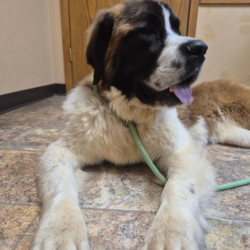 Enlarge Tattersail, a Adoptable Saint Bernard in Boone, IA image 5/5