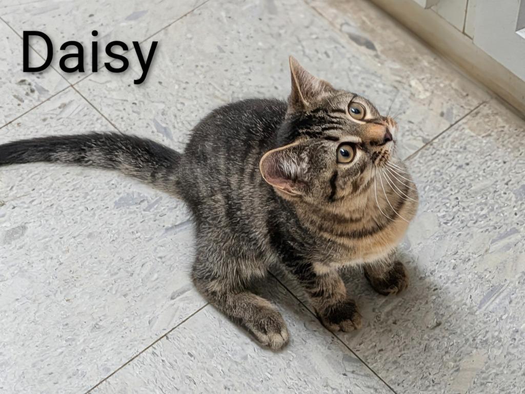 DAISY, Adoptable, Kitten Female Domestic Short Hair.