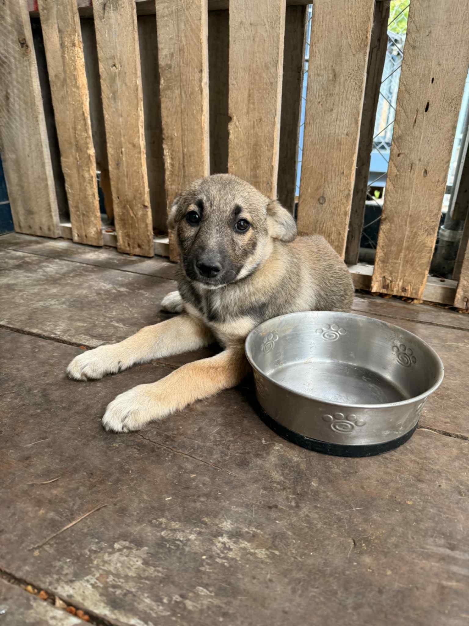 Norah, Adopted, Puppy Female German Shepherd Dog.