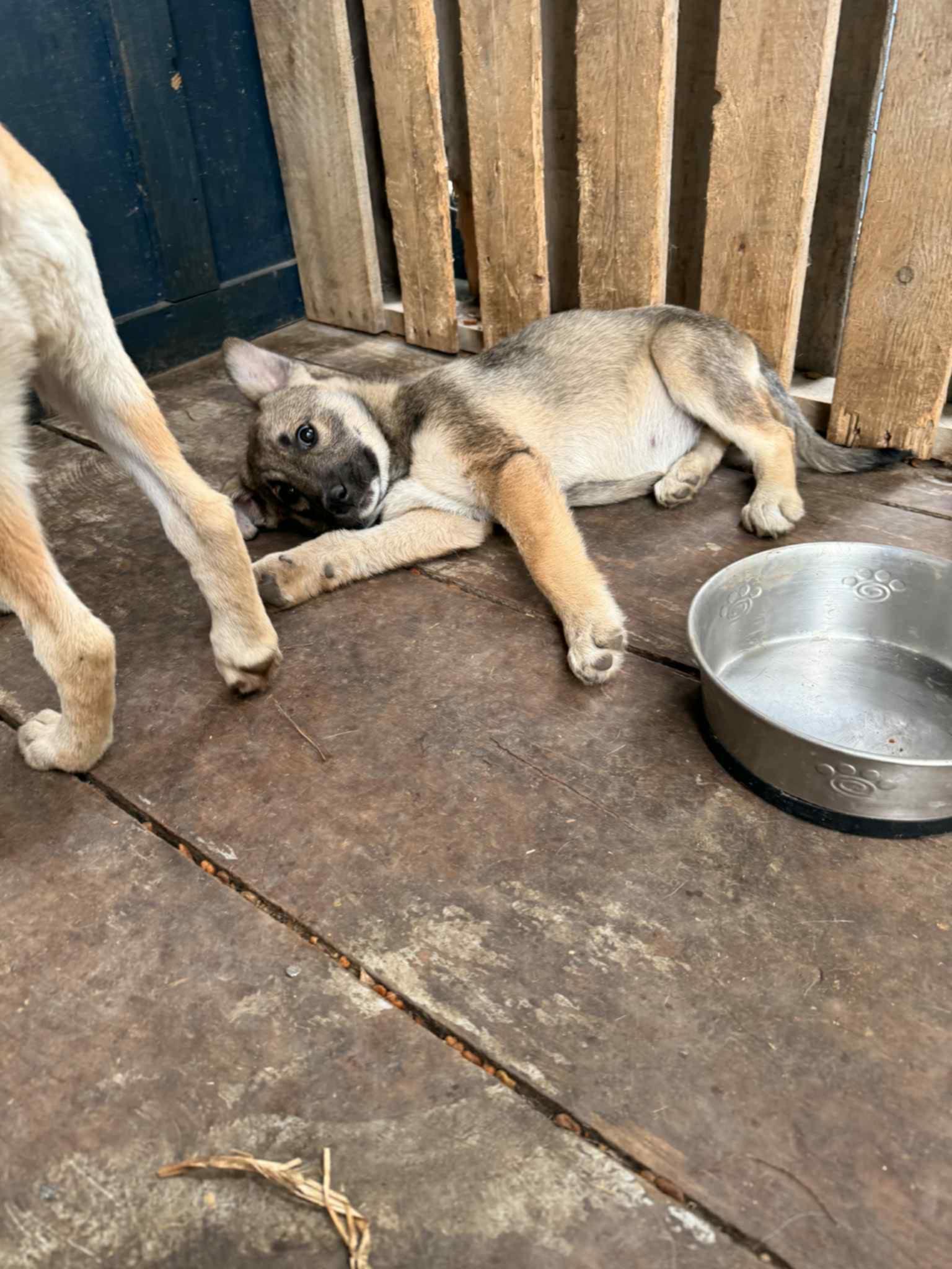 Norah, a Adopted mixed breed in Addison, ON image 2/2