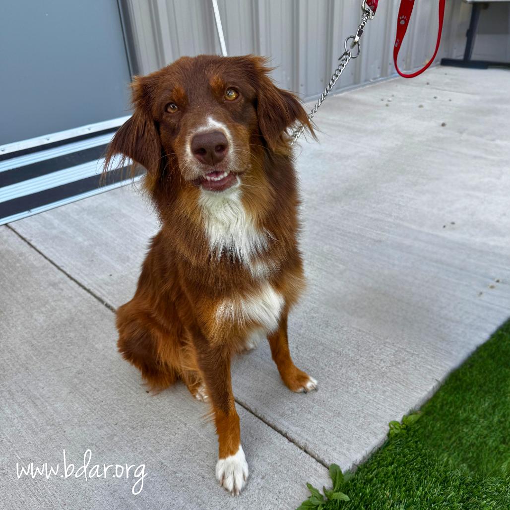 Sally, Adoptable, Adult Female Australian Shepherd.