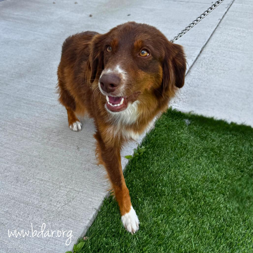 Enlarge Sally, a Adoptable Australian Shepherd in Cheyenne, WY image 2/2