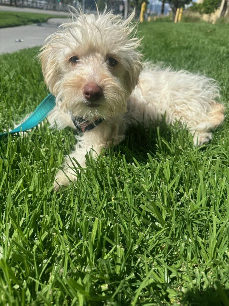 Enlarge Jodie, an adopted mixed breed in Reseda, CA image 6/6