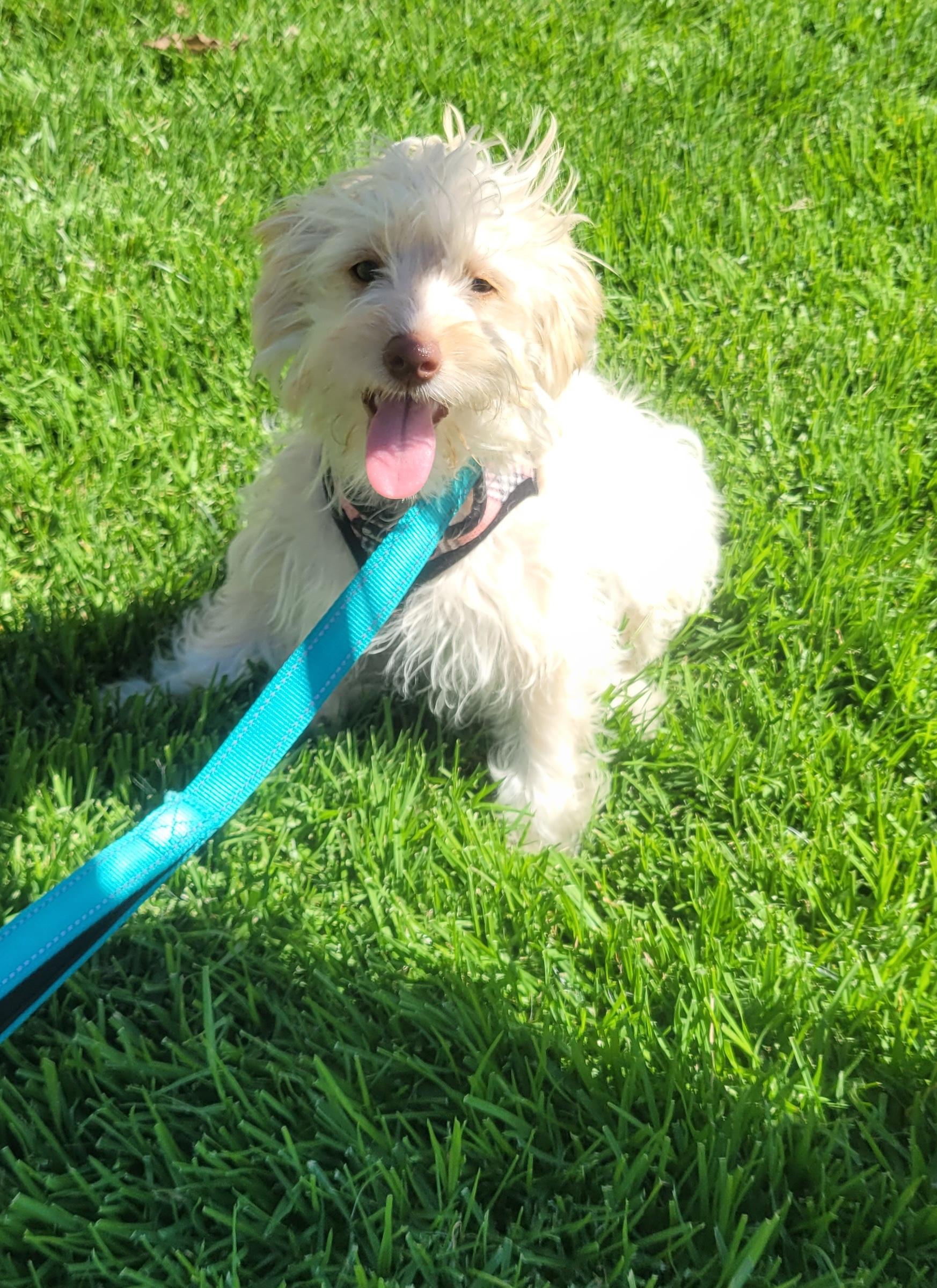 Enlarge Jodie, an adopted mixed breed in Reseda, CA image 5/6