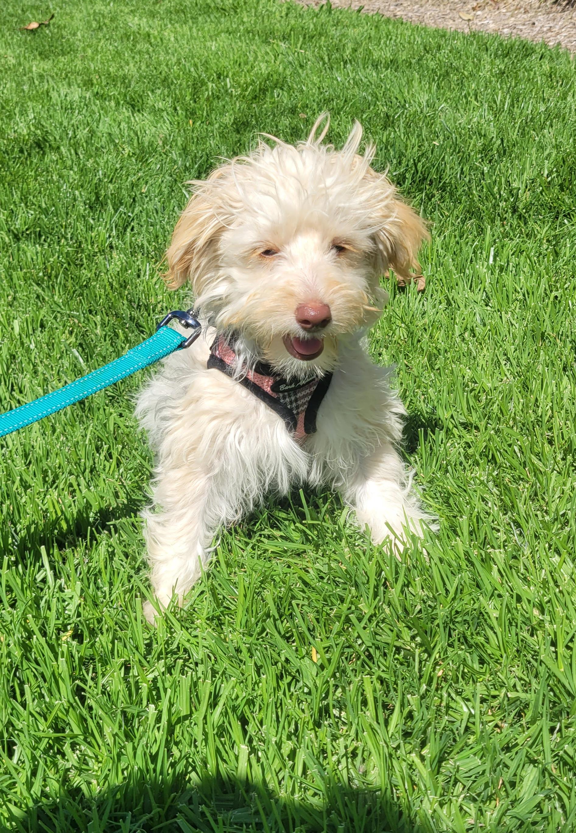 Enlarge Jodie, an adopted mixed breed in Reseda, CA image 2/6