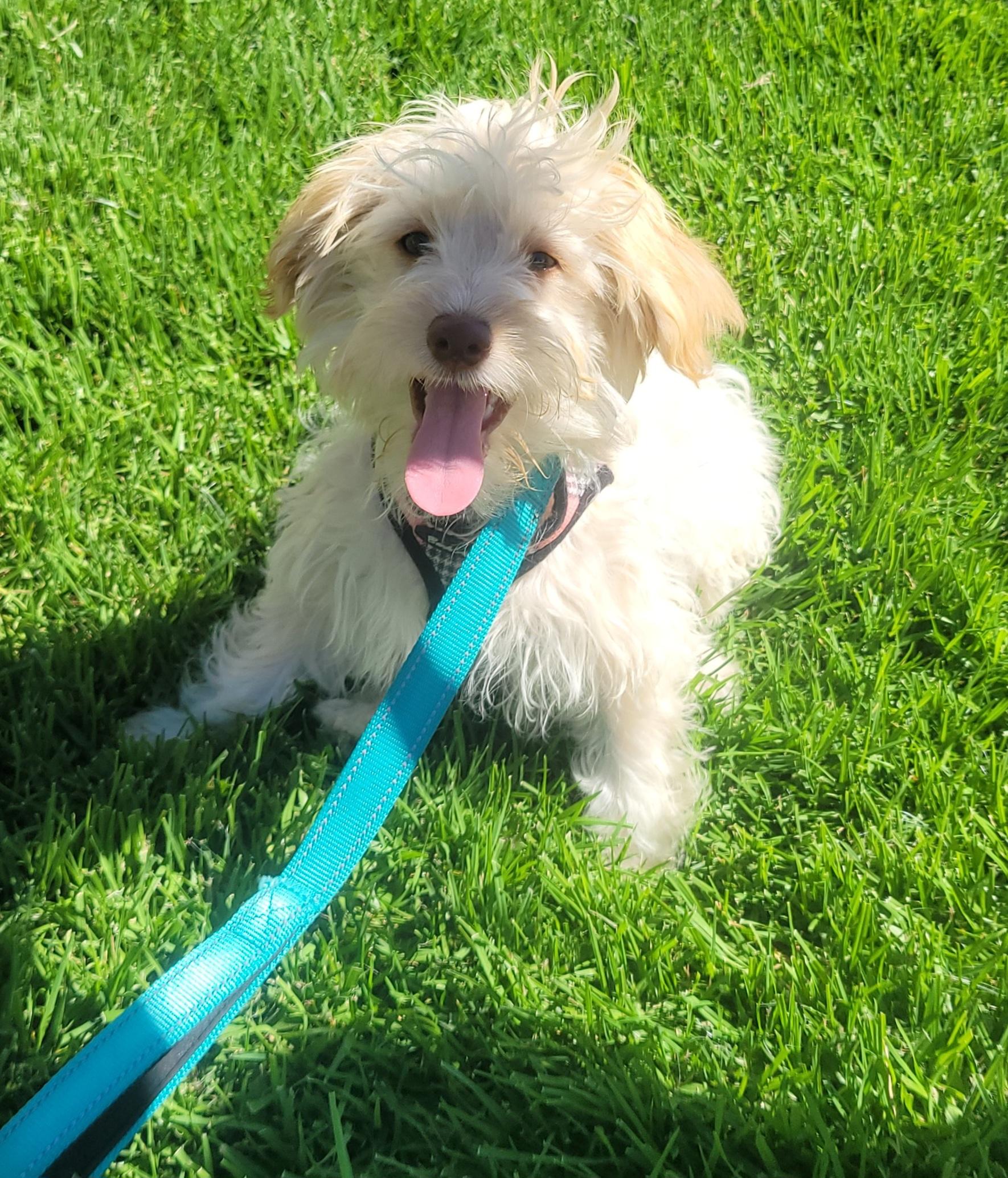 Jodie, adopted, Puppy Female Maltese.