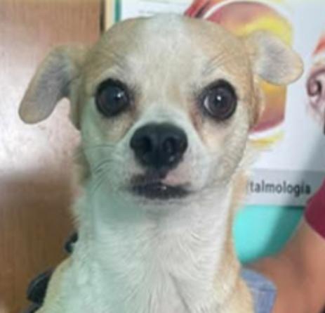 Jude, an adoptable Chihuahua in EL COLORADO, JAL, 48265 | Photo Image 1
