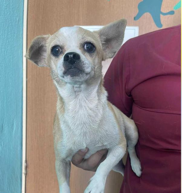 Jude, a Adoptable Chihuahua in EL COLORADO, JAL image 2/2