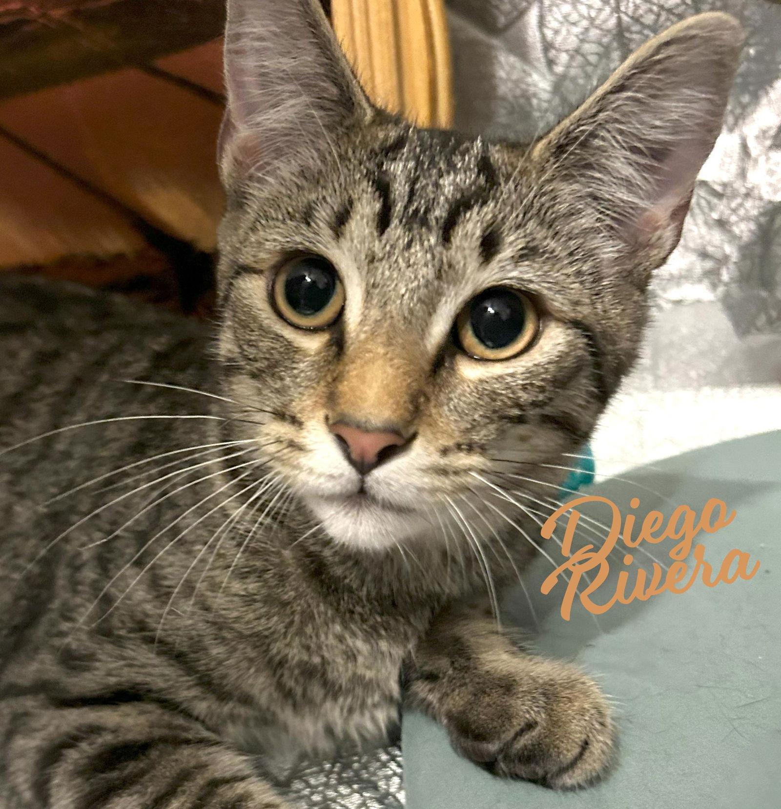 Diego #Rivera, Adoptable, Young Male Tabby & Domestic Short Hair.