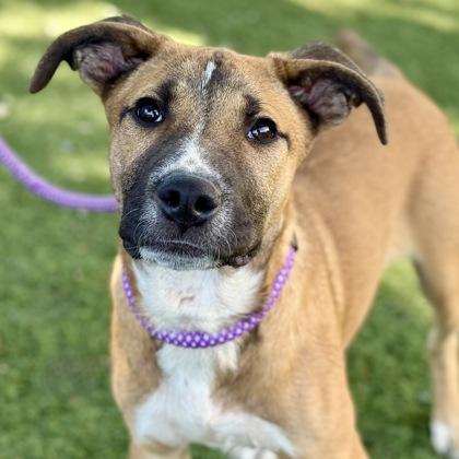 Lycan, a Adoptable mixed breed in Red Bluff, CA image 1/6