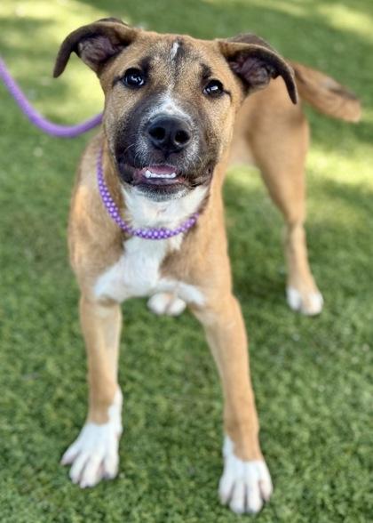 Lycan, a Adoptable mixed breed in Red Bluff, CA image 3/6