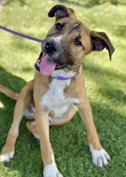 Lycan, a Adoptable mixed breed in Red Bluff, CA image 2/6