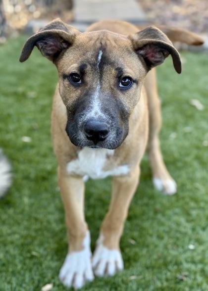 Lycan, an adoptable Pit Bull Terrier, Boxer in Red Bluff, CA, 96080 | Photo Image 6