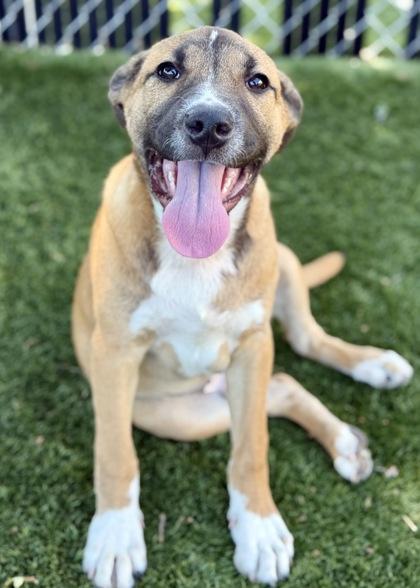 Lycan, a Adoptable mixed breed in Red Bluff, CA image 4/6