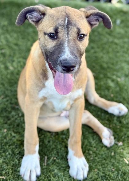 Lycan, a Adoptable mixed breed in Red Bluff, CA image 5/6