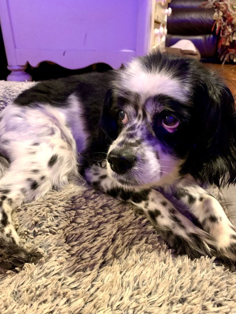 Stanley, Adopted, Senior Male Cocker Spaniel.