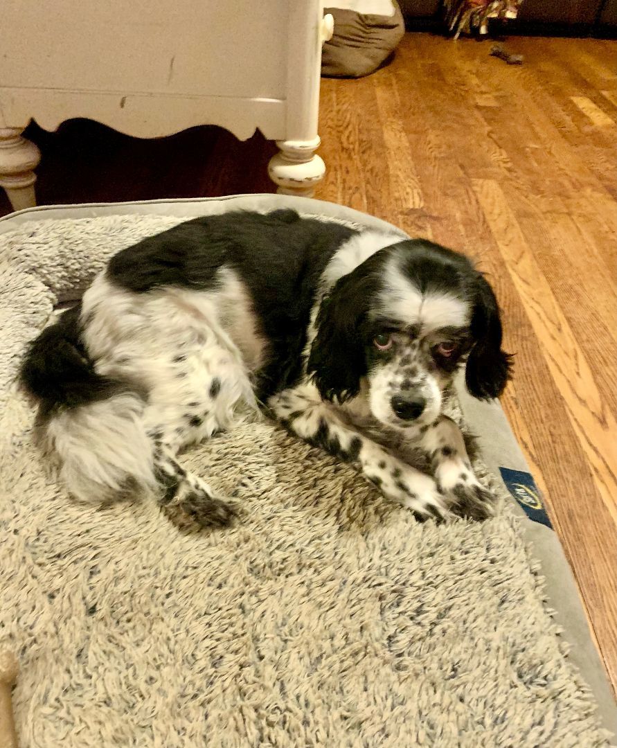 Enlarge Stanley, a Adopted Cocker Spaniel in Boiling Springs, PA image 2/6