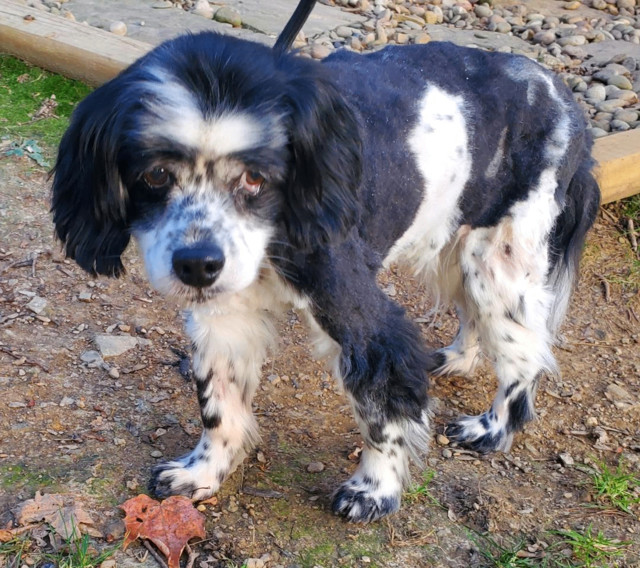Enlarge Stanley, a Adopted Cocker Spaniel in Boiling Springs, PA image 3/6