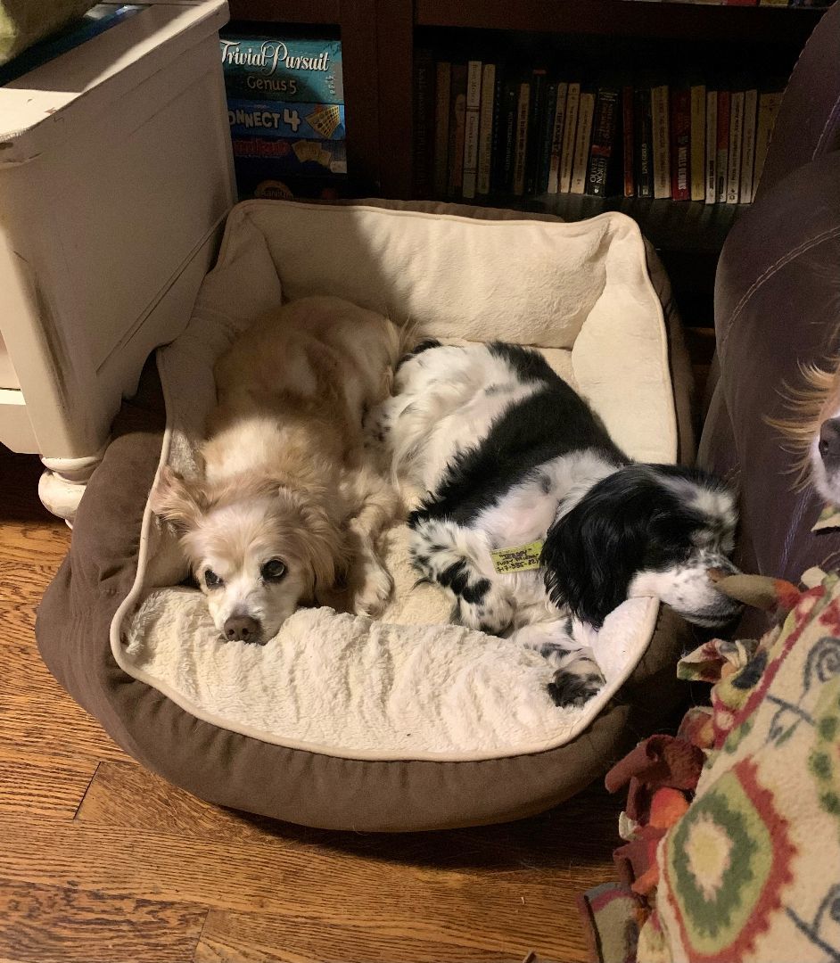 Enlarge Stanley, a Adopted Cocker Spaniel in Boiling Springs, PA image 4/6