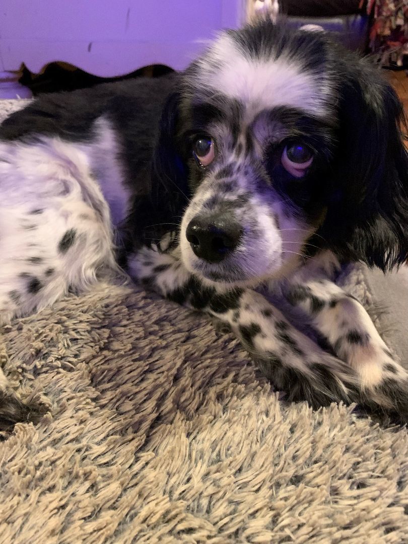 Enlarge Stanley, a Adopted Cocker Spaniel in Boiling Springs, PA image 5/6