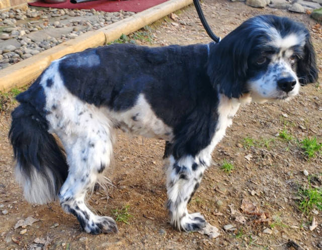 Enlarge Stanley, a Adopted Cocker Spaniel in Boiling Springs, PA image 6/6