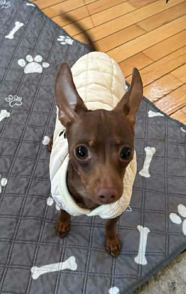 Enlarge Charlie Reese, an adopted Chihuahua in Ozone Park, NY image 1/3