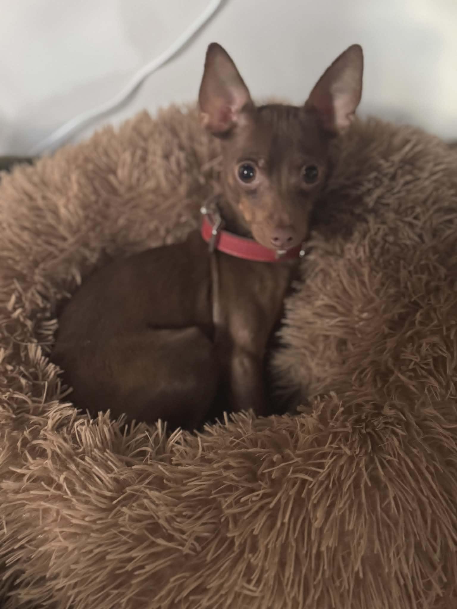 Enlarge Charlie Reese, an adopted Chihuahua in Ozone Park, NY image 2/3