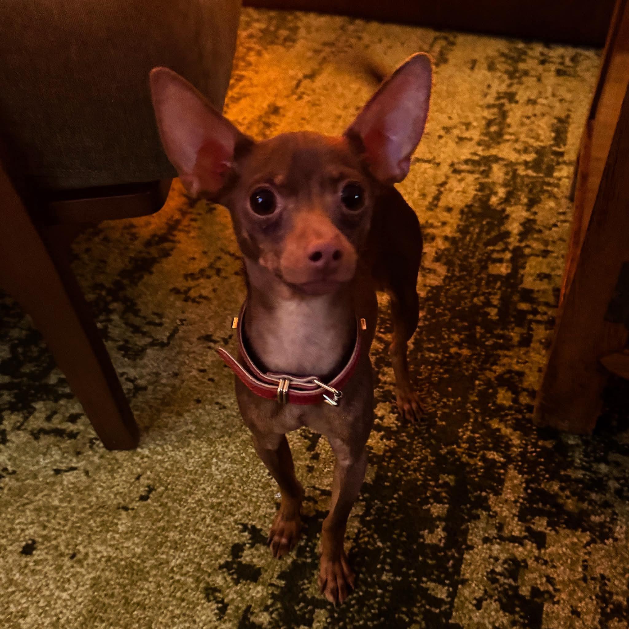 Enlarge Charlie Reese, an adopted Chihuahua in Ozone Park, NY image 3/3