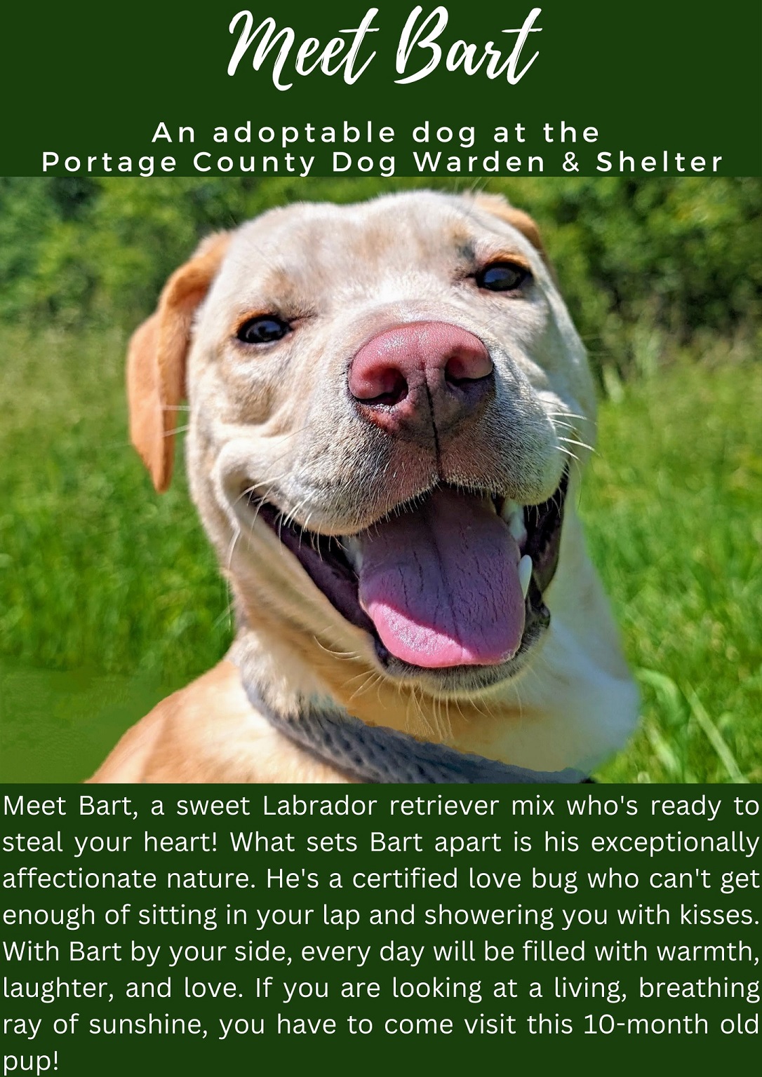 Dog for adoption 176771 Bart, a Yellow Labrador Retriever Mix in