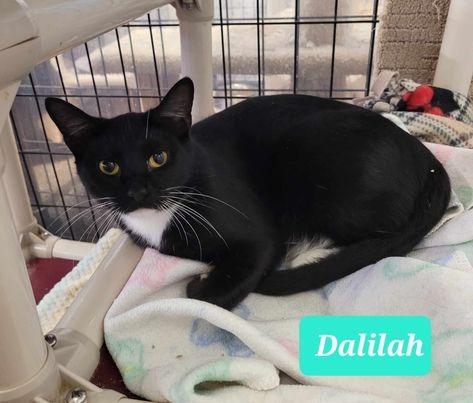 Dalilah, Adoptable, Adult Female Domestic Short Hair.
