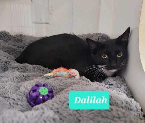 Enlarge Dalilah, a Adoptable mixed breed in Richmond, IN image 3/6
