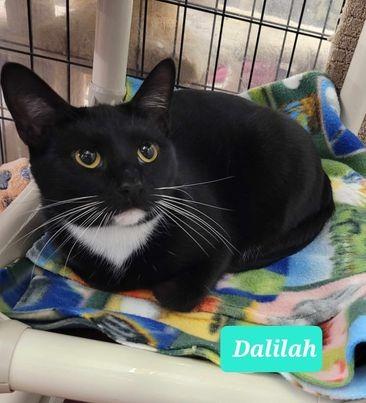Enlarge Dalilah, a Adoptable mixed breed in Richmond, IN image 4/6