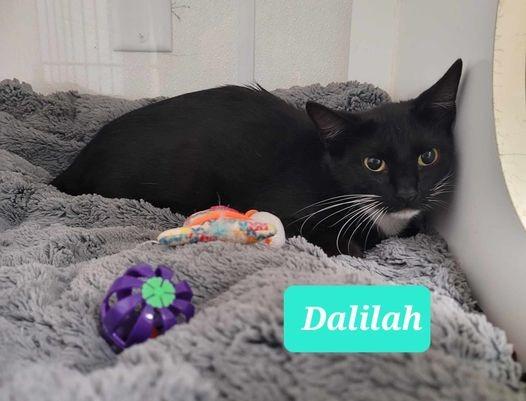 Enlarge Dalilah, a Adoptable mixed breed in Richmond, IN image 4/4
