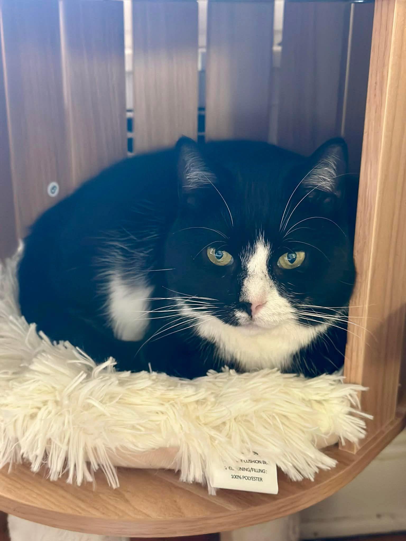 Desi, a Adoptable mixed breed in Newark, NJ image 2/2