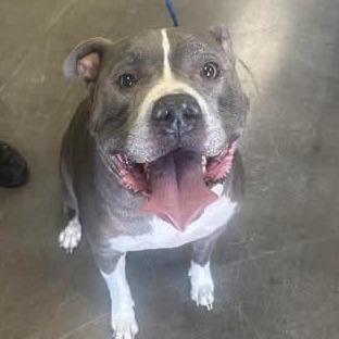 Enlarge Tyson, a Adoptable Pit Bull Terrier in Melbourne, KY image 1/1